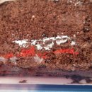 새서울방앗간 이미지