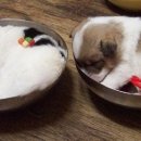 강아지와 고양이 이미지