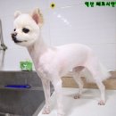 쭈 애견미용 이미지