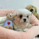 아모르디 이미지