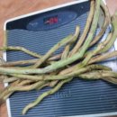 장수버섯 이미지