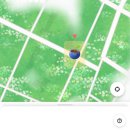 유림노르웨이숲세탁 이미지