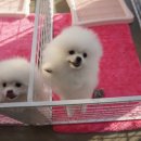 셀럽퍼피 이미지