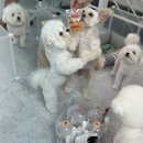 댕시티 이미지