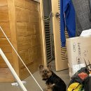 피터펫카페본점 이미지