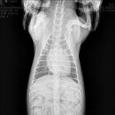 마인동물의료센터 이미지