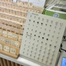 분당-287 | 분당 서현피어싱 심미안피어싱 분당서현점에서 막힌귀 뚫고왔어요