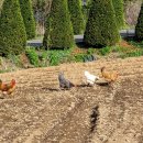 기석농장 이미지