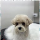 뽀그리독 이미지