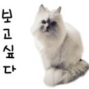 카페타샤 이미지