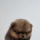 여기는 펫샵 이미지