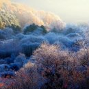 비밀의 정원 Daum카페