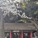 삼성혈 | (제주도) 공항에서 가까운 벚꽃명소, 삼성혈 방문후기