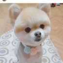 살롱드퍼피 이미지