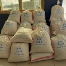 파도복어 이미지