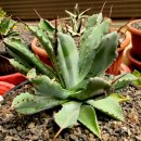 창전농장 이미지