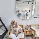 데이지꼼 이미지