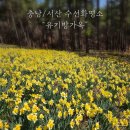 음지2리천 | [충남/서산] 봄꽃명소 "유기방가옥" 수선화축제 드라마촬영지 평일 방문후기