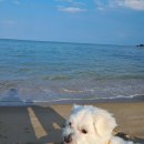 사천견생 | 양양 강릉 애견호텔 사천견생 강추 후기입니다!