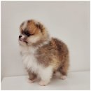 뭉치켄넬 이미지