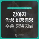 김해동물병원 | 강아지 비장종양 수술 치료 후기 김해 부산 종양 동물 병원