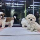 멍멍아야옹아 이미지