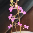 천일토굴새우젓 이미지