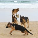 REBORN DOG 이미지