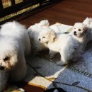 리사앤루이 프리덤 이미지