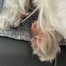 함양동물병원 | 강아지 눈물사료 | 본아페티 플러스 강아지 눈물 연어 수제사료