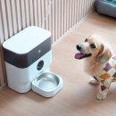 홈 펫 | 바쁜 집사 필수템! 헤이홈 스마트 펫 자동 급식기 사용 후기