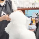 종로애견미용 네이버블로그