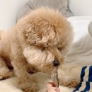 코코와 나비 이미지