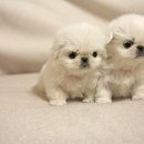 화이트 퍼피 켄넬 이미지