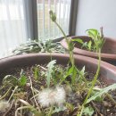 순희의정원 이미지