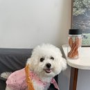 뽀그리 상점 이미지