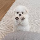 아리따 | 2026 다비치 콘서트 TIME CAPSULE 시간을 잇다 후기 (KSPO DOME 2층 33구역 시야)