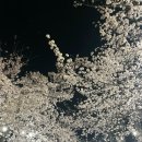 2025 경포 벚꽃 잔치 | 2025 강릉 경포 벚꽃축제 후기 🌸 벚꽃 명소 &amp; 야경 완벽 정리