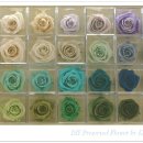 프리저브드 플라워 이미지