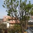 엉게나무 이미지