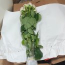 강진우체국 | 우체국 쇼핑 강진장미 후기🌹