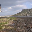 제주야생동물구조센터 이미지