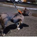 관저북로 이미지