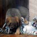 하룻강아지 이미지