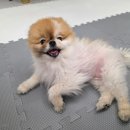 어서오시개 이미지