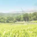카레하나 이미지