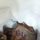 도장 흑염소 Daum카페