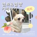 피치/여아/4-5살 이미지