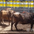 지산축산 이미지