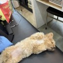 조아하멍 이미지